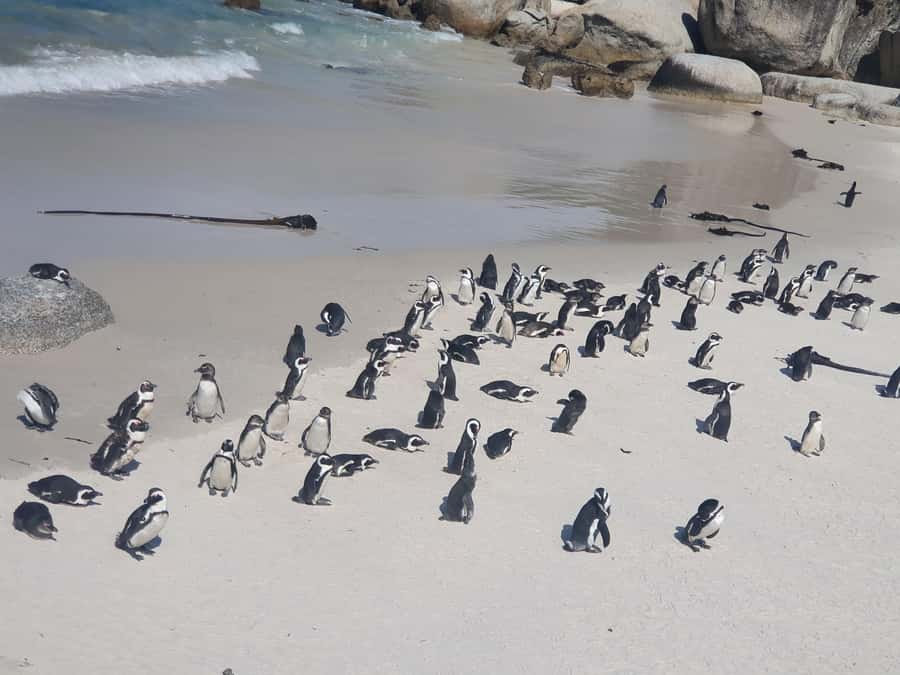 Table Mountain, Penguins & Cape of Good Hope Private Tour - What the guide adds to the day
