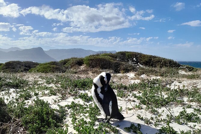 Table Mountain, Penguins & Cape of Good Hope Private Tour - Table Mountain and the rotating cable car