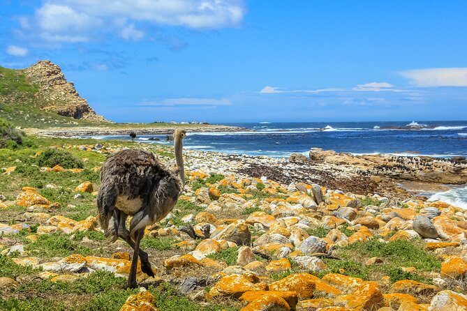Table Mountain, Penguins & Cape of Good Hope Small Group Top Tour from Cape Town - Simon’s Town and the Just Nuisance story