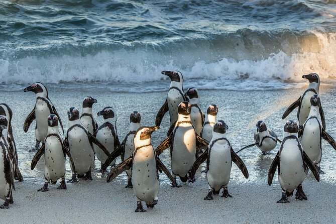 Table Mountain, Penguins & Cape of Good Hope Small Group Top Tour from Cape Town - Cape of Good Hope and the famous sign