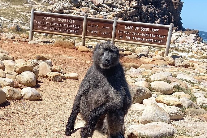 Table Mountain, Penguins & Cape of Good Hope Small Group Tour - Noordhoek Farm Village makes a practical coffee stop