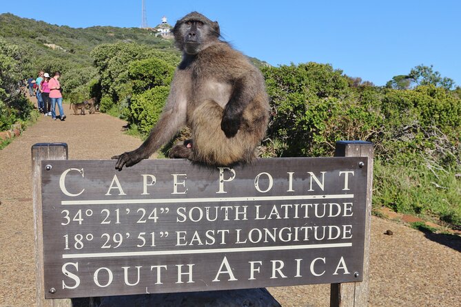 Table Mountain, Penguins & Cape Point Small Group Tour Cape Town - Table Mountain and the cable car question