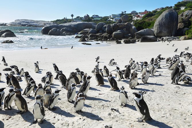 Table Mountain, Penguins Colony and Cape of Good Hope Small Group Shared Tour - Table Mountain is the day’s biggest variable
