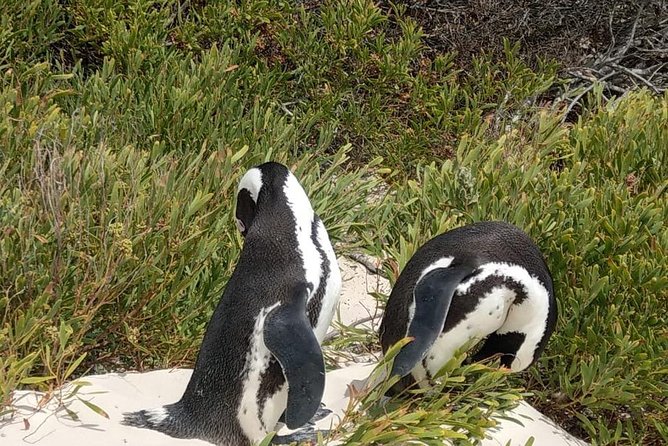 Table Mountain-Wines-Penguins-Cape Point All Inclusive Group Tour - Boulders Beach and the African penguins