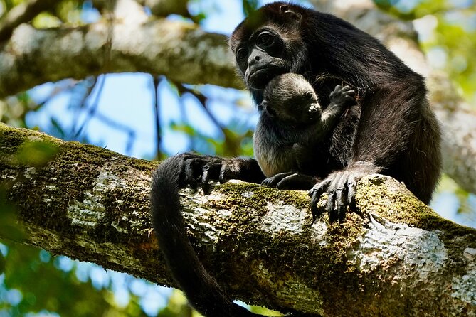 Tamarindo Birdwatching Crocodiles and Monkey Tour - Key points at a glance