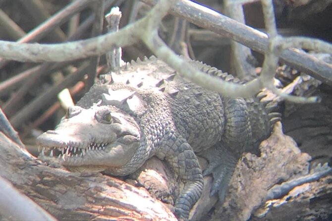 Tamarindo Birdwatching Crocodiles and Monkey Tour - Leaving Tamarindo for the mangrove waterways
