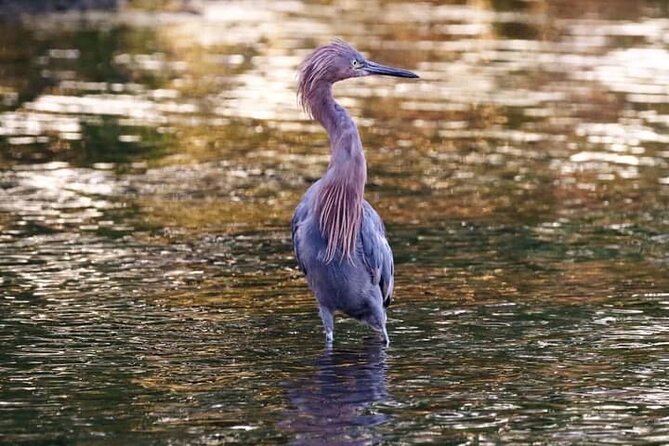 Tamarindo Birdwatching Crocodiles and Monkey Tour - Who should book this Tamarindo tour?