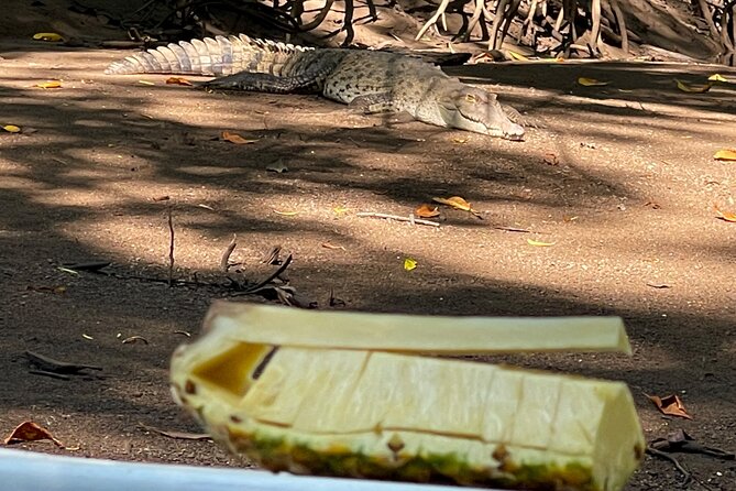 Tamarindo Birdwatching Crocodiles and Monkey Tour - The wildlife search: crocodiles, monkeys, and birds