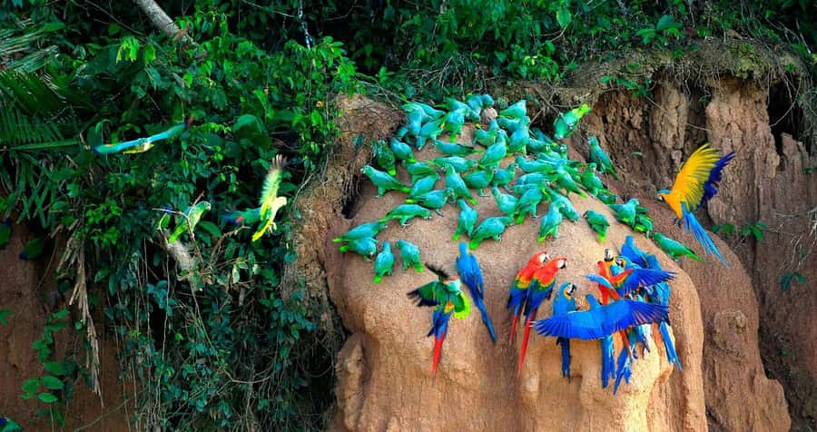 Tambopata Macaw Clay Lick 3 days/2 nights - Key points to know before booking