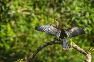 Tambopata Macaw Clay Lick 3 days/2 nights