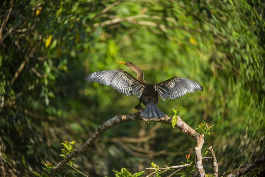 Tambopata Macaw Clay Lick 4 days/3 nights - Key points at a glance