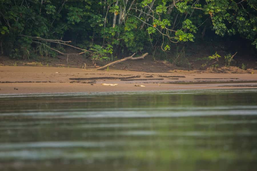 Tambopata Macaw Clay Lick 4 days/3 nights - Why the Chuncho clay lick is the main event