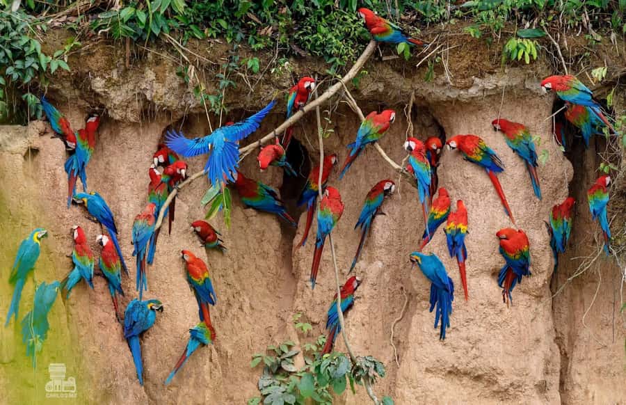 Tambopata Macaw Clay Lick 5 days/4 nights - Day 5: Canopy views above the Madre de Dios