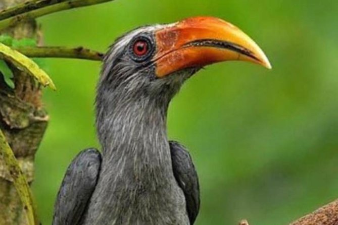 Thattekad Guided Bird Walk. - Key points before you book