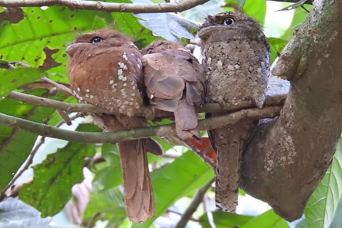 Thattekad Guided Bird Walk. - A $10 tour with one important extra cost