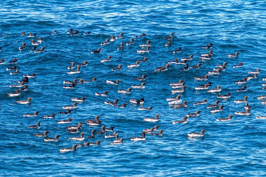 The Bird Safari Tour - From Honningsvåg to Gjesvær in 30 minutes