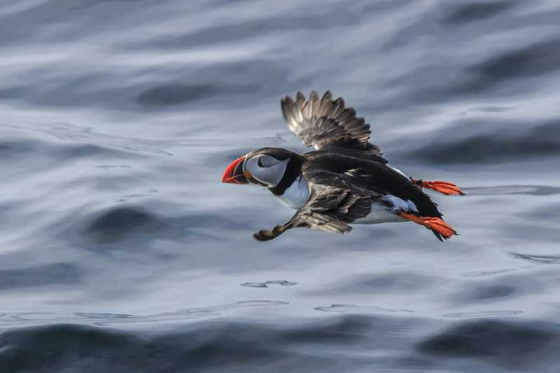 The Bird Safari Tour - Reaching Gjesværstappan Nature Reserve