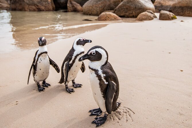 The Road Trip (Cape Point and Penguins) - Why this Cape Peninsula road trip works so well