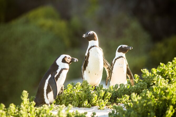 The Road Trip (Cape Point and Penguins) - Chapman’s Peak Drive from the passenger seat