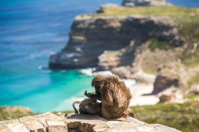 The Road Trip (Cape Point and Penguins) - What the guides add to the day