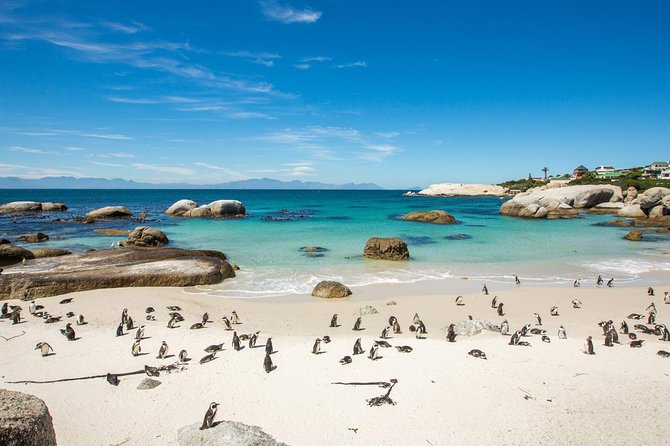 The Road Trip (Cape Point & Penguins) - Private Tour - Why this private Cape Peninsula day works well