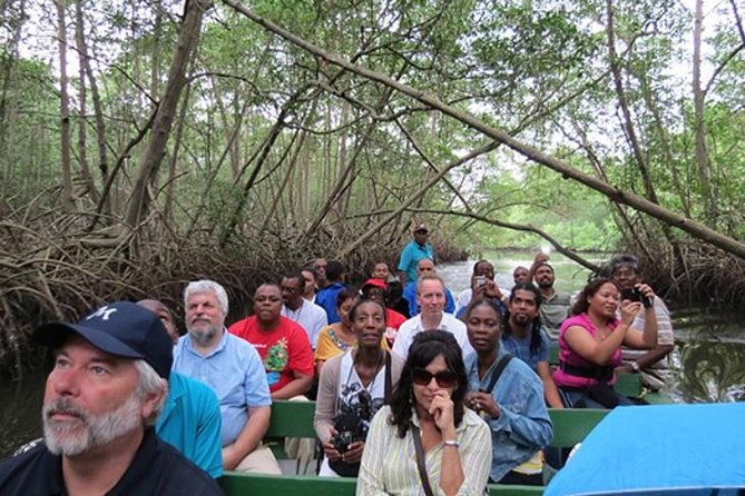 The Scarlet Ibis - Caroni Swamp Tour - Key points to know before booking