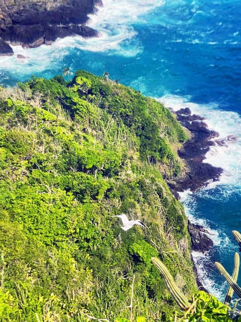 Tobago: Little Tobago Bird Sanctuary Visit and Boat Tour - Snorkeling near Goat Island