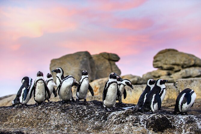 Top 10 Super Tour: Table Mountain, Penguins & Cape of Good Hope Small Group Trip - Chapman’s Peak Drive and the Coastal Road