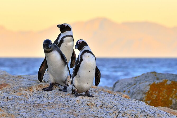 Top 10 Super Tour: Table Mountain, Penguins & Cape of Good Hope Small Group Trip - Cape of Good Hope Nature Reserve