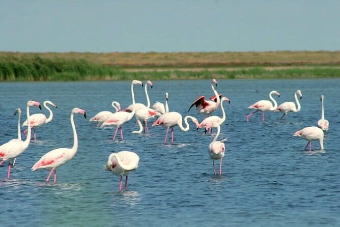 Tour to Korgalzhyn: Flamingo and Wild Fauna Nature Reserve - Why Korgalzhyn Makes a Good Astana Day Trip