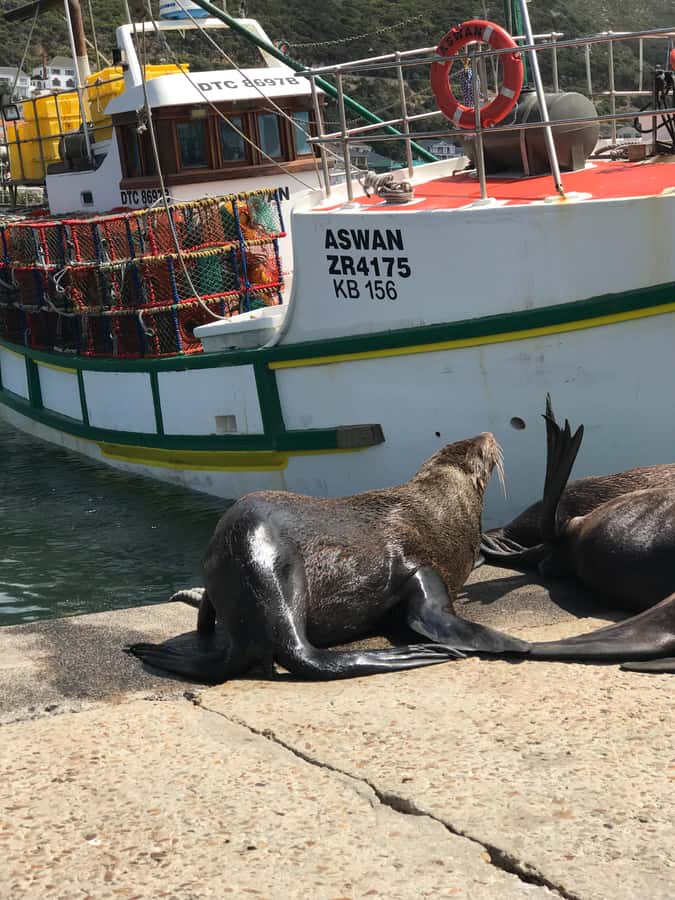 Tours from Cape Town: Penguins & Cape of Good Hope Tours - Key points at a glance