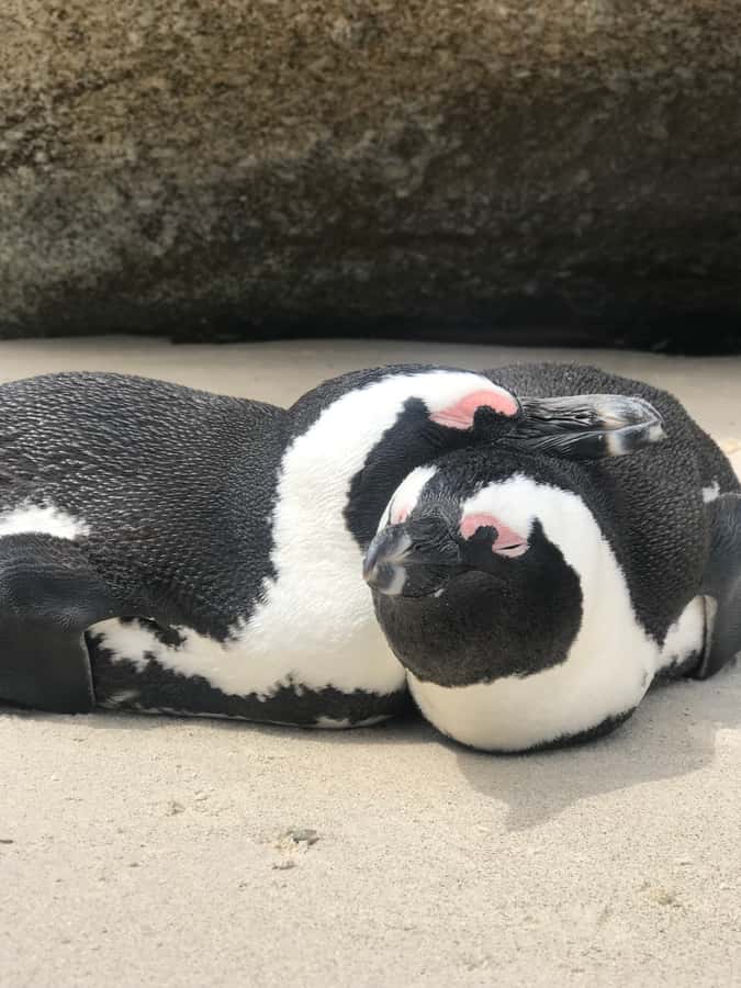 Tours from Cape Town: Penguins & Cape of Good Hope Tours - Hout Bay offers an optional boat trip