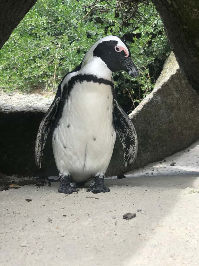 Tours from Cape Town: Penguins & Cape of Good Hope Tours - Chapman’s Peak brings the first big views