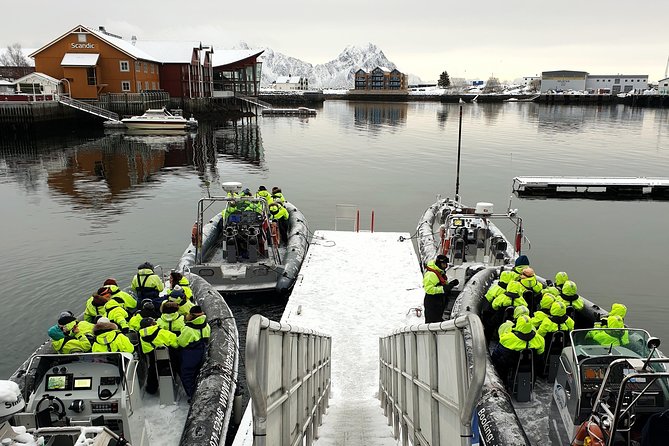 Trollfjord and Sea Eagle Safari Tour from Svolvaer - Watching White-Tailed Eagles Feed