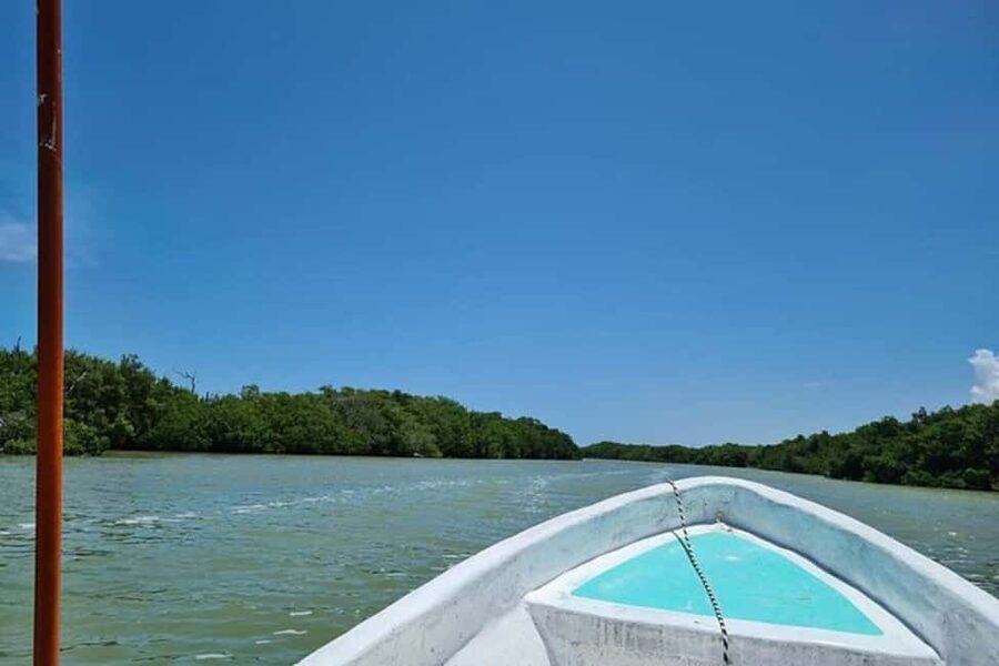 Tulum: Pink Lake, Rio Lagartos, Crocodile Flamingo Adventure - How to prepare for the pink water and wildlife