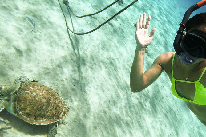 Turtle Swim at TurtleBay visit Flamingos & KnipBeach Safari Truck - How the timing works from Willemstad