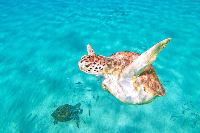 Turtle Swim at TurtleBay visit Flamingos & KnipBeach Safari Truck - The guide can shape the whole outing