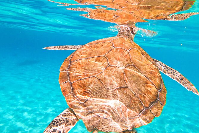 Turtle Swim at TurtleBay visit Flamingos & KnipBeach Safari Truck - Who should book this Curacao outing?