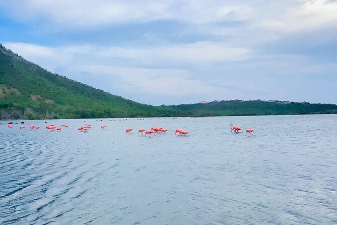 Turtle Swim at TurtleBay visit Flamingos & KnipBeach Safari Truck - Knip Beach earns the extra drive