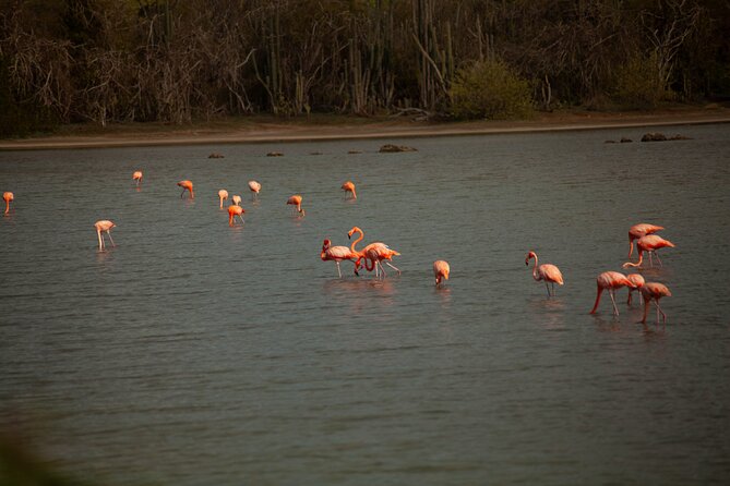 Turtles, Beach and Flamingo in Curacao Private photoshoot Tour - Sint Willibrordus and the salt-flat flamingos