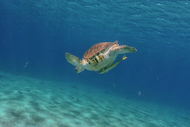Turtles, Beach and Flamingo in Curacao Private photoshoot Tour - Grote Knip and the white-sand beach