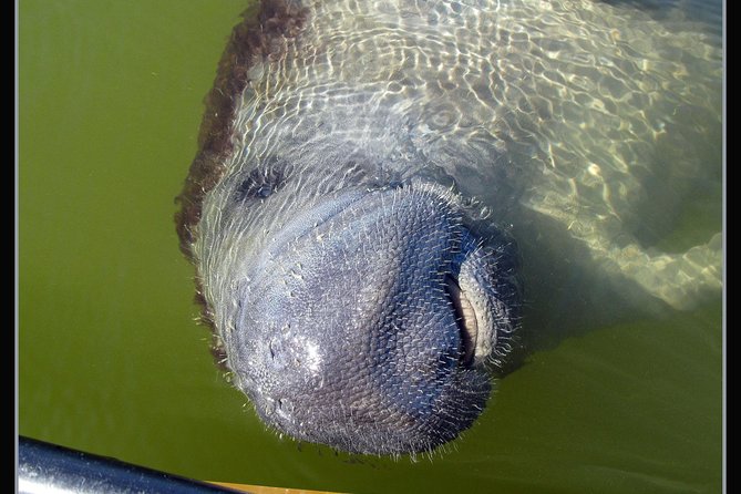 Two-Hour Everglades Dolphin, Manatee and Birding Boat Tour - Shelling and island stops add variety