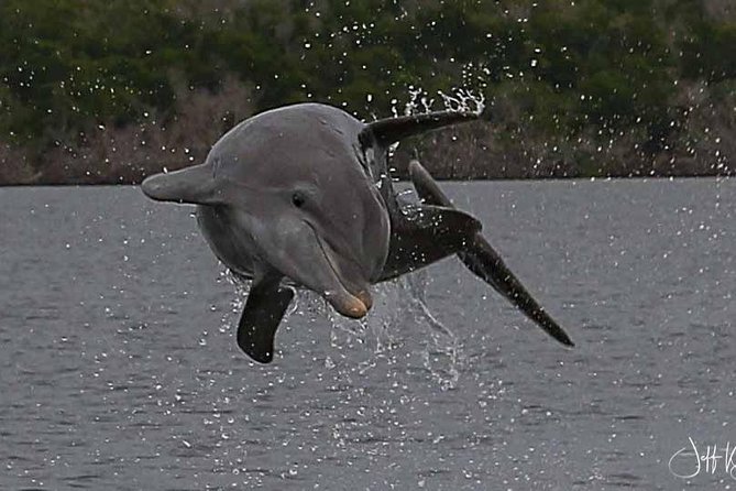 Two-Hour Everglades Dolphin, Manatee and Birding Boat Tour - What the tour teaches about the Everglades