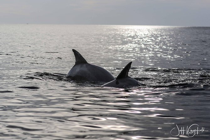 Two-Hour Everglades Dolphin, Manatee and Birding Boat Tour - Is $109.95 a fair price?