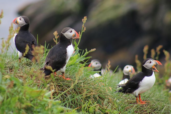 Two-In-One: Whale & Puffin Watching Tours from Reykjavik - Key points to know before booking
