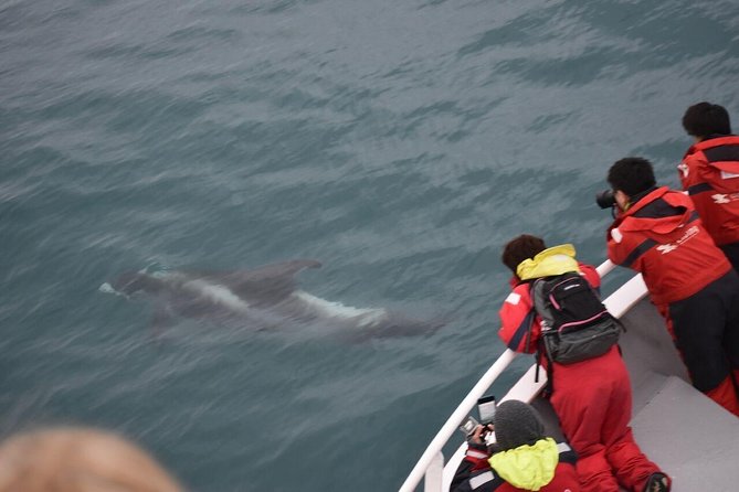 Two-In-One: Whale & Puffin Watching Tours from Reykjavik - Two boat trips, one wildlife-filled day