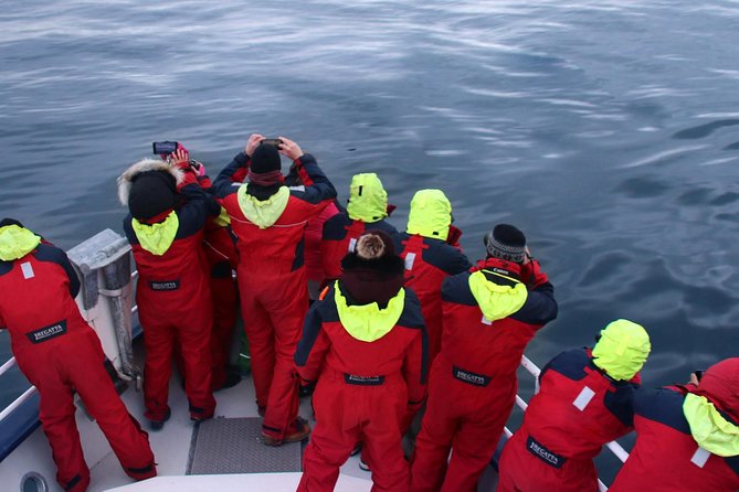 Two-In-One: Whale & Puffin Watching Tours from Reykjavik - Searching Faxaflói Bay for whales