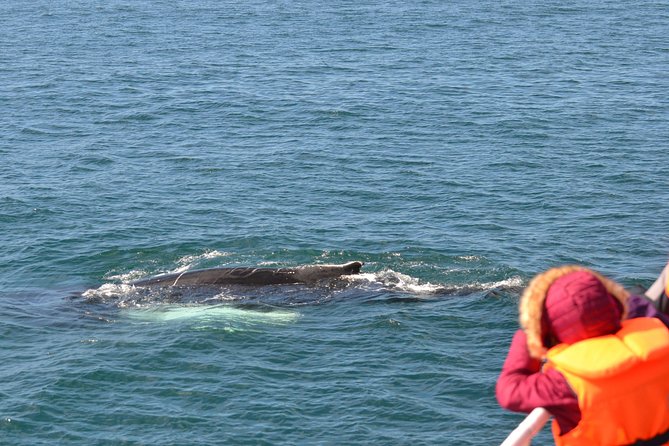 Two-In-One: Whale & Puffin Watching Tours from Reykjavik - Warm clothing, windows, and the boat experience