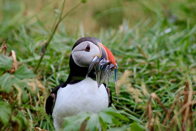 Two-In-One: Whale & Puffin Watching Tours from Reykjavik - How much value do you get for $140?