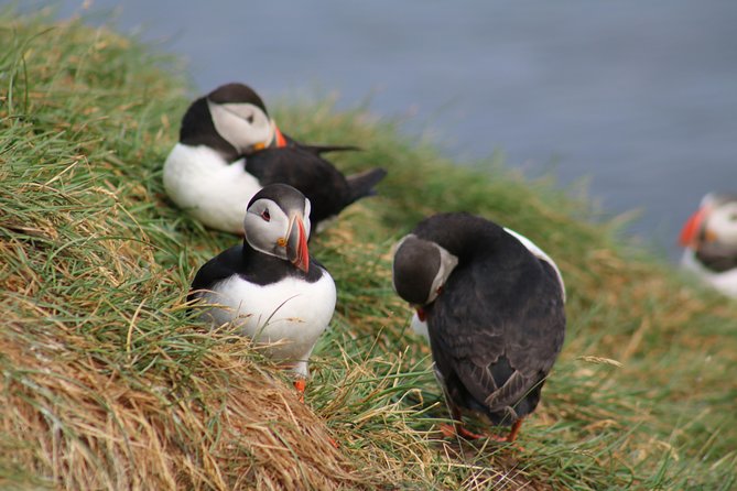 Two-In-One: Whale & Puffin Watching Tours from Reykjavik - The best and weakest parts of the experience